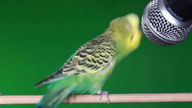 Parrot Kesha sings and dances