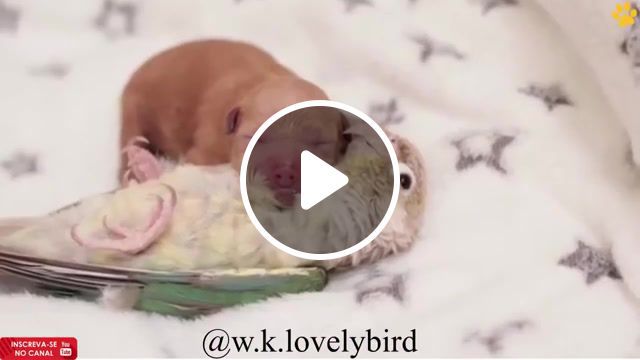 Parrot nanny, parrot and puppies, russian lullaby, parrot nanny, animals and pets, animals pets. #0