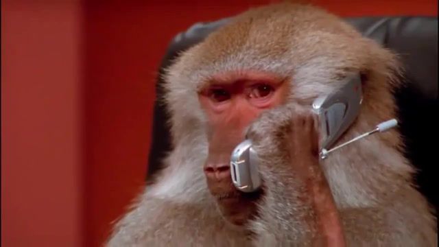 Phoning your ex, monkey, call, phone, life after love, stalking, pranking, phoning, animals pets.