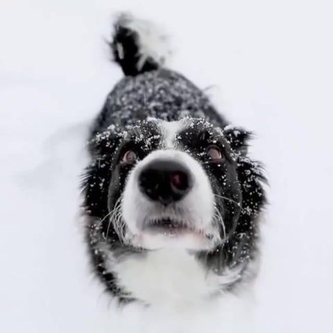 Positive vibes, dog, snow, animals pets.