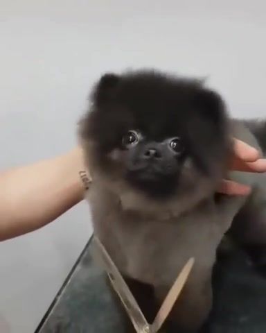 Shake, dog, haircut, dog loves getting his haircut, ducktales, ducktales intro, funny, puppy, puppies, pomeranian, pom, pomeranian getting groomed, dog getting haircut, pom pom, pom haircut, pom pom grooming, dancing pomeranian, dancing, dancing pom pom, dancing puppy, dancing dog, animals pets.