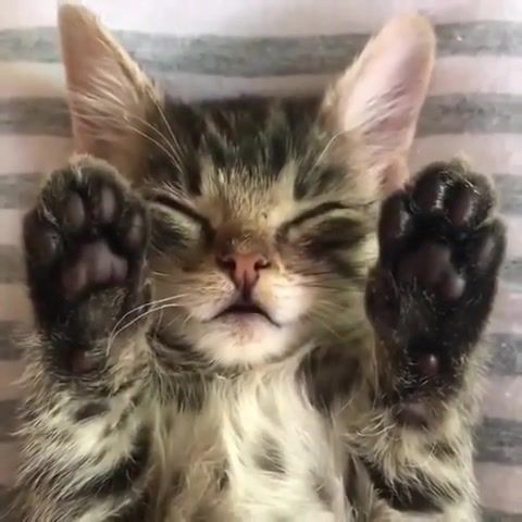 Sleeping Paws, Cat, Kitten, Sleeping, Sleep, Paws, Beans, Purr, Cute, Animals Pets