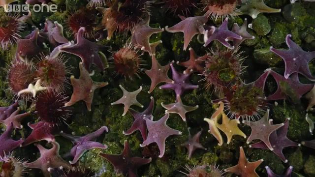 Starry, sea stars, nemertean worms, urchins, starfish, timelapse, animals pets.