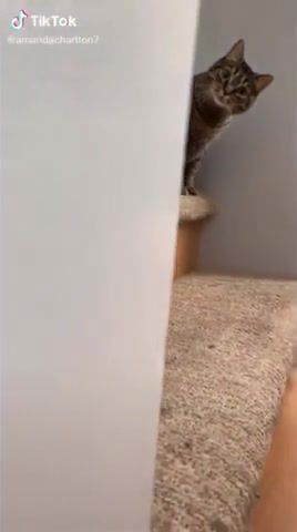 Surprise - Video & GIFs | cats,cat,funny,funny moments,animal,animals,animals surprise,surprise,meme,memes,animals pets