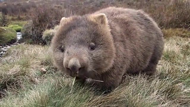 The best Wombat Movie ever been made, Cute, Wildlife, Australia, Cradle Mountain, Tasmania, Wombat, Animals Pets