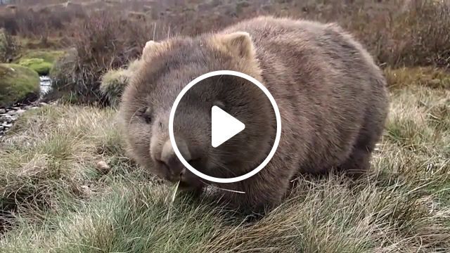 The best wombat movie ever been made, cute, wildlife, australia, cradle mountain, tasmania, wombat, animals pets. #0