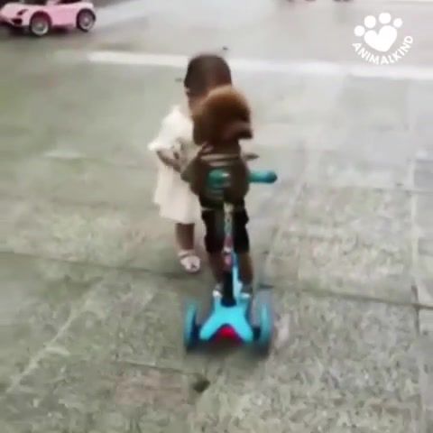 Thug Life TOP - Video & GIFs | animalkind,poodle,child,kid,poodle steals scooter,toddler,scooter,gta,san andreas,grand theft auto,cj,top,snoop dogg,snoop,animals pets