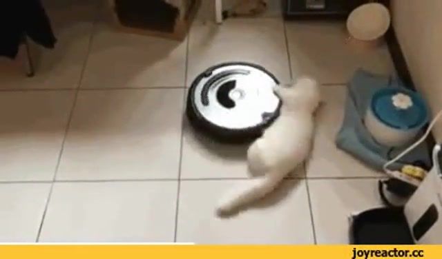 You spin my cat, you spin me right round, cat, animals pets.