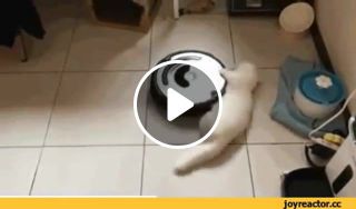 You spin my cat