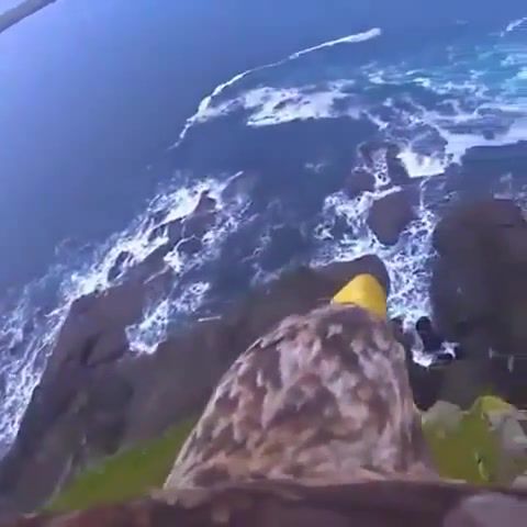 Amazing View To Eyes Of Eagle. Eagle. Life. Earth. Wild. Nature. Sea. Omg. Wtf. Wow. In The Sky. Flight. Fly. Freedom. No Borders. Animals Pets.