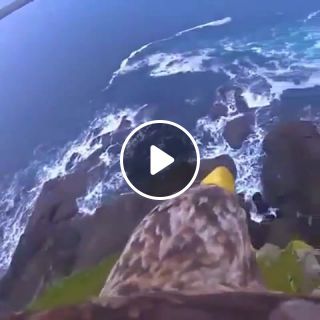 Amazing view to eyes of eagle