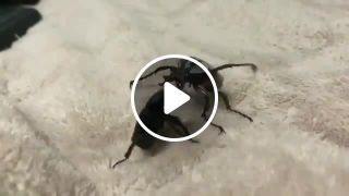 Battle beetles