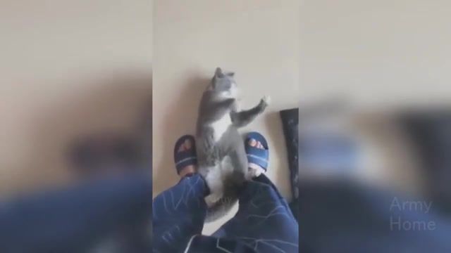 Bruce Lee meets Cat Lee - Video & GIFs | cute,cat,kitty,cats,mashup,mashups,fight,the battle,battle,combat,action,movie,yeah boy,smash,meme,memes,chuck norris,good morning,good movie,wow,people,celebrity,animals,oh my god,oh my gosh,kung fu cat,kung fu,bruce lee,cat lee,animals pets