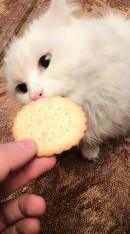 Cat cookie, cat, cookie, animals pets.
