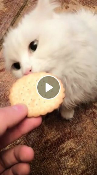Cat cookie