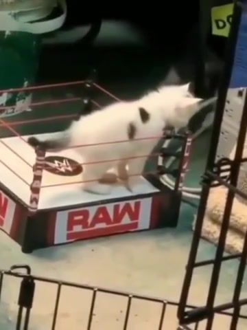 Cat Price, Animals, Cat, John Cena, Animals Pets