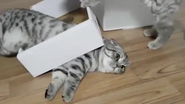 Cat stuck in a box, cat, animals pets.