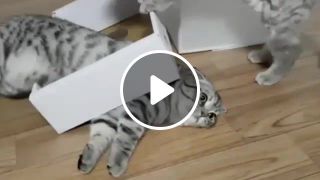 Cat stuck in a box