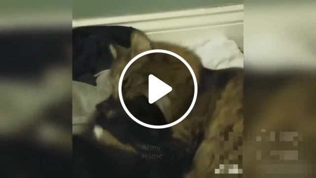 Cookie, animals, animals funny, best, animal, cookie, funny momments, funny. #1