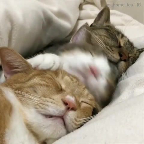 CUTE CATS - Video & GIFs | cats,cat,sleep,cat sleeping,animals pets