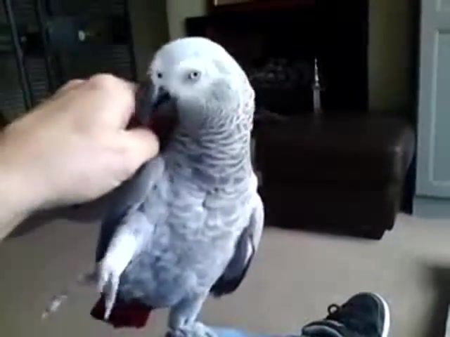 Do not touch me, african grey, jasper, do not touch me, parrot, animals pets.