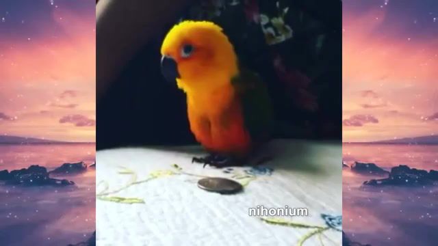 Funny Parrot remix meme LOTUS - Video & GIFs | meme,memes,dankmeme,dank,funny,birbs,birb,bird,parrot,cockatiel,trap,edm,trendsetter,trndsttr,remix,crow,birds,animals pets