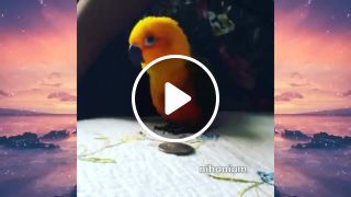 Funny parrot remix meme lotus