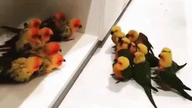 Gang of parrots, gang, berd, animals pets.