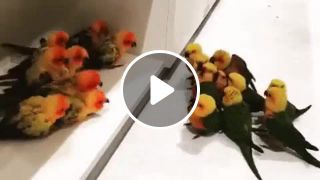 Gang of parrots