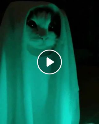 Ghost cat