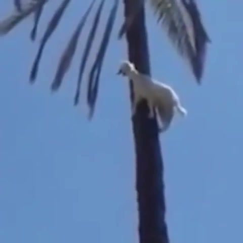 Goats never cease to amaze us - Video & GIFs | animals pets