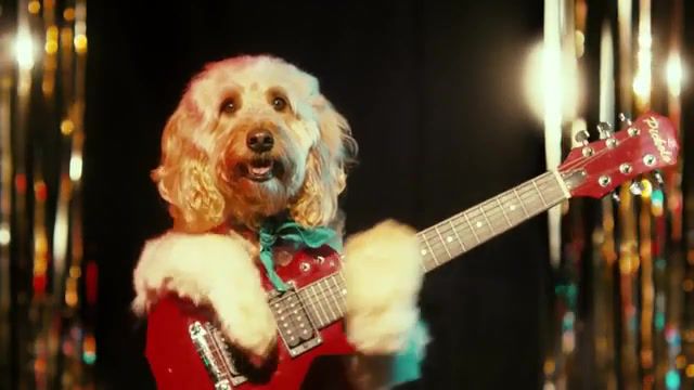 Jingle Dogs, Tube, Dog, Animals, Group, Band, Guitar, Dog Playing, Dog Musician, Dogs, Music, Dog Band, Animal Band, Sing, New Year, Christmas Advert, Christmas Advert Ge, Animals Pets