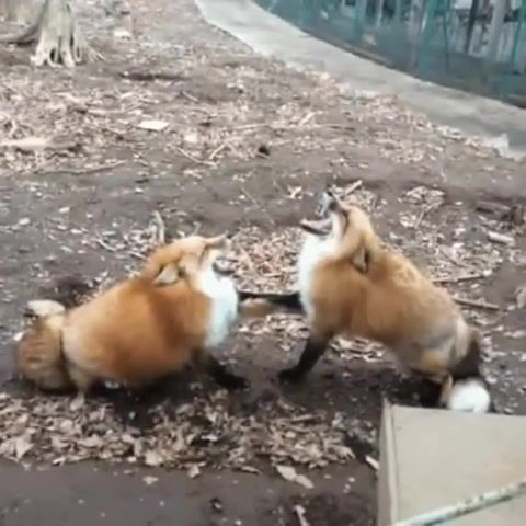 Laughing foxes, fox, hehe, laughing, animals pets.