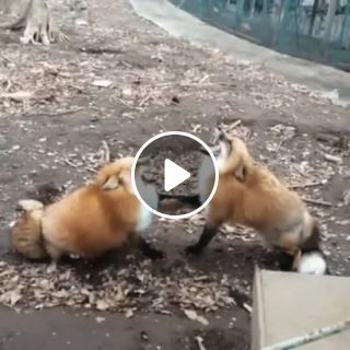 Laughing foxes