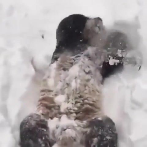Panda enjoys the snow, happy, let it snow, dc, ny, nj, washington dc, blizzard, snow, new jersey, ocean city, giant panda, animals pets.