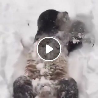 Panda enjoys the snow