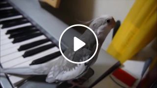Parrot singing Totoro