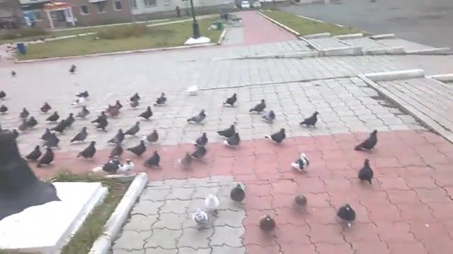 Pigeons are coming for you, Hell March, Red Alert, Pigeons, March, Bird, Lot Of Birds, Animals Pets