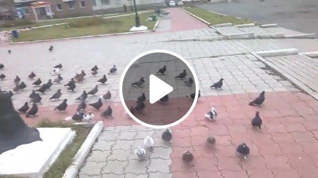 Pigeons are coming for you, hell march, red alert, pigeons, march, bird, lot of birds, animals pets. #0