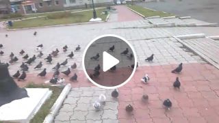 Pigeons are coming for you