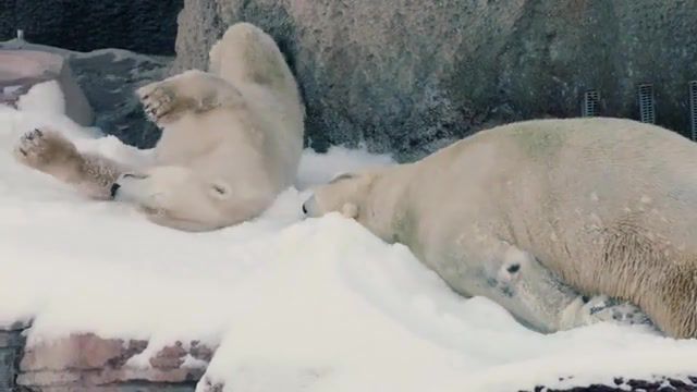 Polar bears play in snow, polar bears, bears, animals, animals pets.