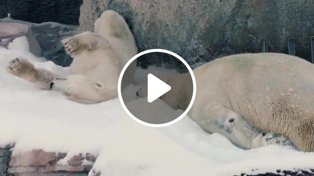 Polar bears play in snow, polar bears, bears, animals, animals pets. #0