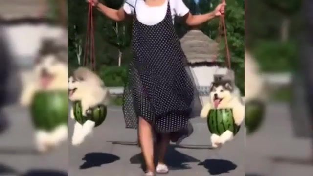 Pretty watermelons, Pretty, Watermelon, Pretty Watermelons, Doge, Doges, Watermelons, Staying Alive, Animals, Pets, Doggy, Doggy's, Dog, Dogs, Webm, Webm, Meme, Memes, Dank, Dank Memes, Funny, Dogs, Fun With Animals, Funny Moments, Puppies, Animals Pets