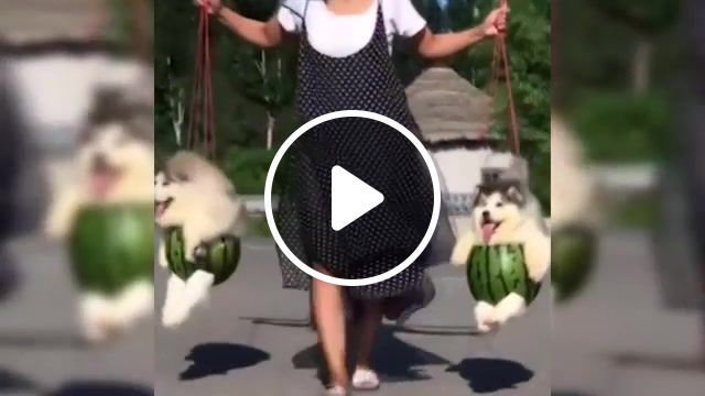 Pretty watermelons, pretty, watermelon, pretty watermelons, doge, doges, watermelons, staying alive, animals, pets, doggy, doggy's, dog, dogs, webm, meme, memes, dank, dank memes, funny, fun with animals, funny moments, puppies, animals pets. #0
