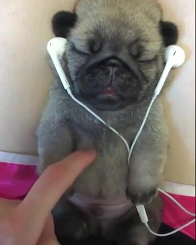 Puppy Pug Enjoying Music. Puppies. Dogs. Pets. Animals. Cuteanimalshare. Animals Pets.