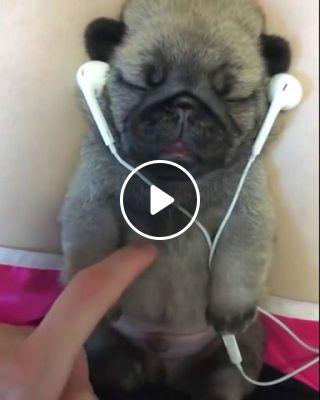 Puppy pug enjoying music
