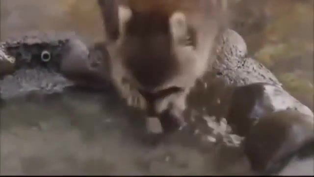 Raccoon Gets Sad when His Cotton Candy Dissolves in Water - Video & GIFs | raccoon,cotton candy,sad,dissolve,loss,depression,hello,darkness my old friend,depressing,meme,harsh,reality,goodbye,candyfloss,sound of silence,simon and garfunkel,the cake is a lie,animals pets