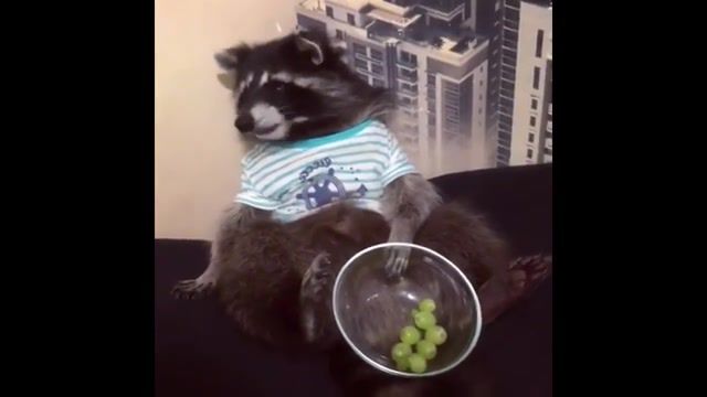 Racoon eat grapes