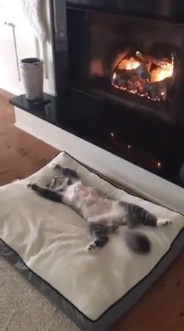 Relax, relax, cat, warm, home, animals pets.