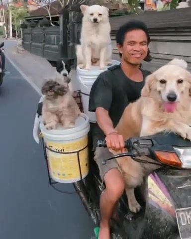 Riders In The Road. Dogs. Dog. Dogs Funny. Riders On The Storm. Travel. Bike. Road. On The Road. Bali. Canggu. Awesome. Damn. Animals Pets.